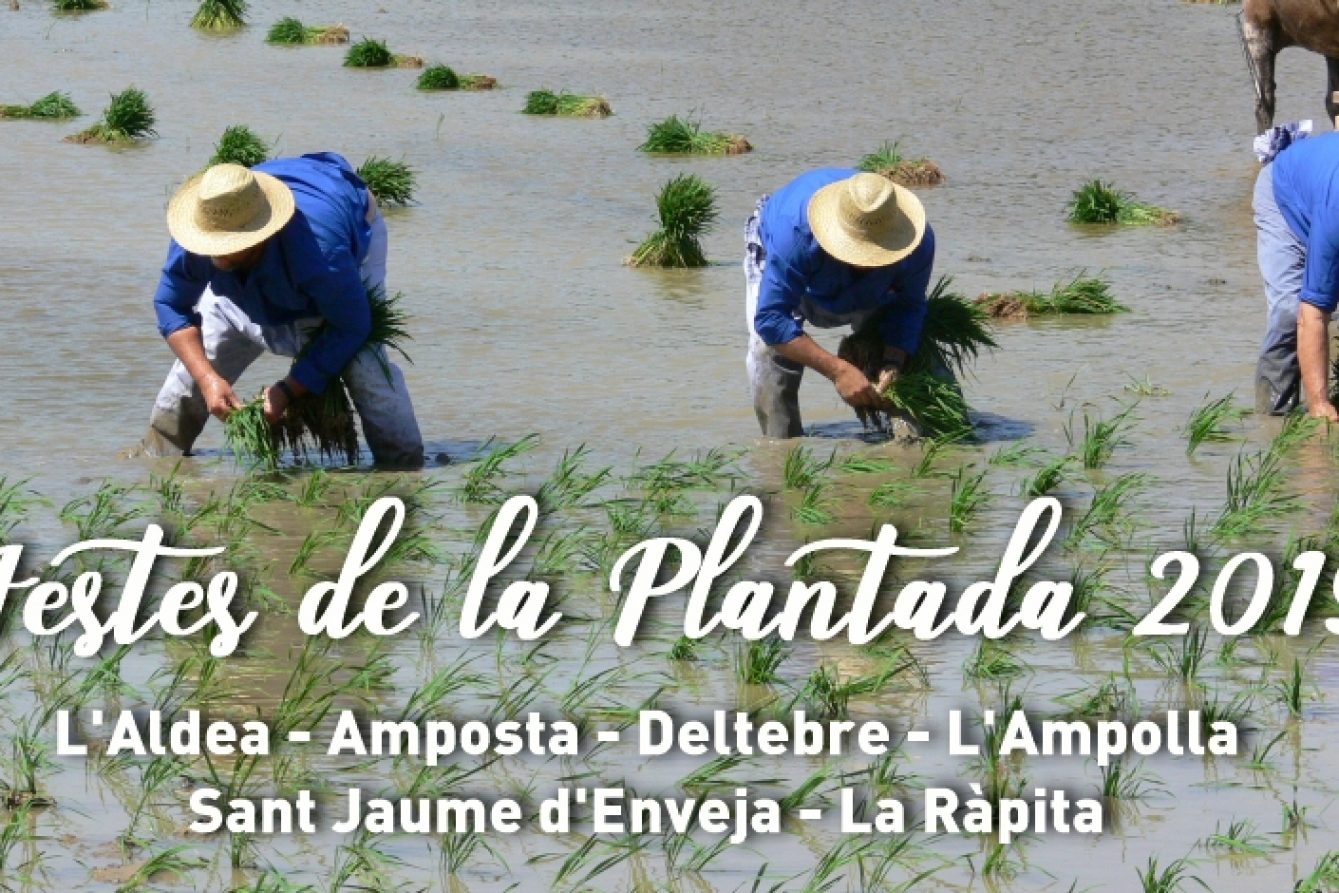 Fiesta planted in Deltebre