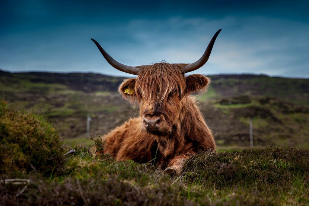 DU 13 AL 20 DE JUIN

Edinbourg, Les Highlands avec le Loch Ness, l'île de skye, des paysages spectaculaires, châteaux, histoire et nature si spéciales, qu'il faut le voir au moins une fois dans sa vie. On y va?