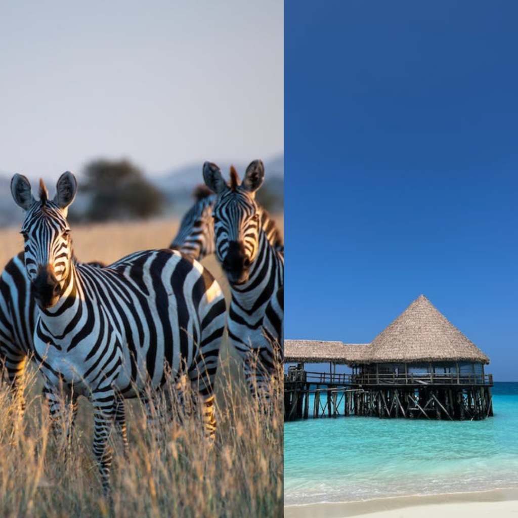 DEL 23 DE MAIG AL 4 DE JUNIO
Un safari en Tanzania es una de las mejores aventuras que puedes vivir en la vida. Tanzània és un país immens i sorprenent, ja que allotja molts i diferents tipus d'ecosistemes, Parcs Nacionals, tribus que es distribueixen per tot el país, així com paisatges dinterior o de costa.