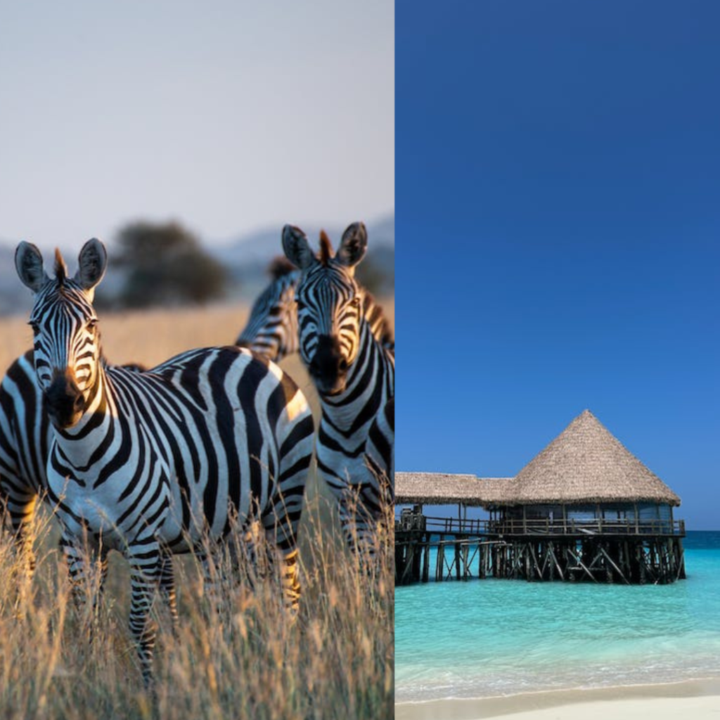 DEL 23 DE MAYO AL 4 DE JUNIO
Un safari en Tanzania es una de las mejores aventuras que puedes vivir en la vida. Tanzania es un país inmenso y sorprendente, ya que alberga muchos y diferentes tipos de ecosistemas, Parques Nacionales, tribus que se distribuyen por todo el país, así como paisajes de interior o de costa.